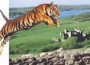 Рывок «кельтского тигра»